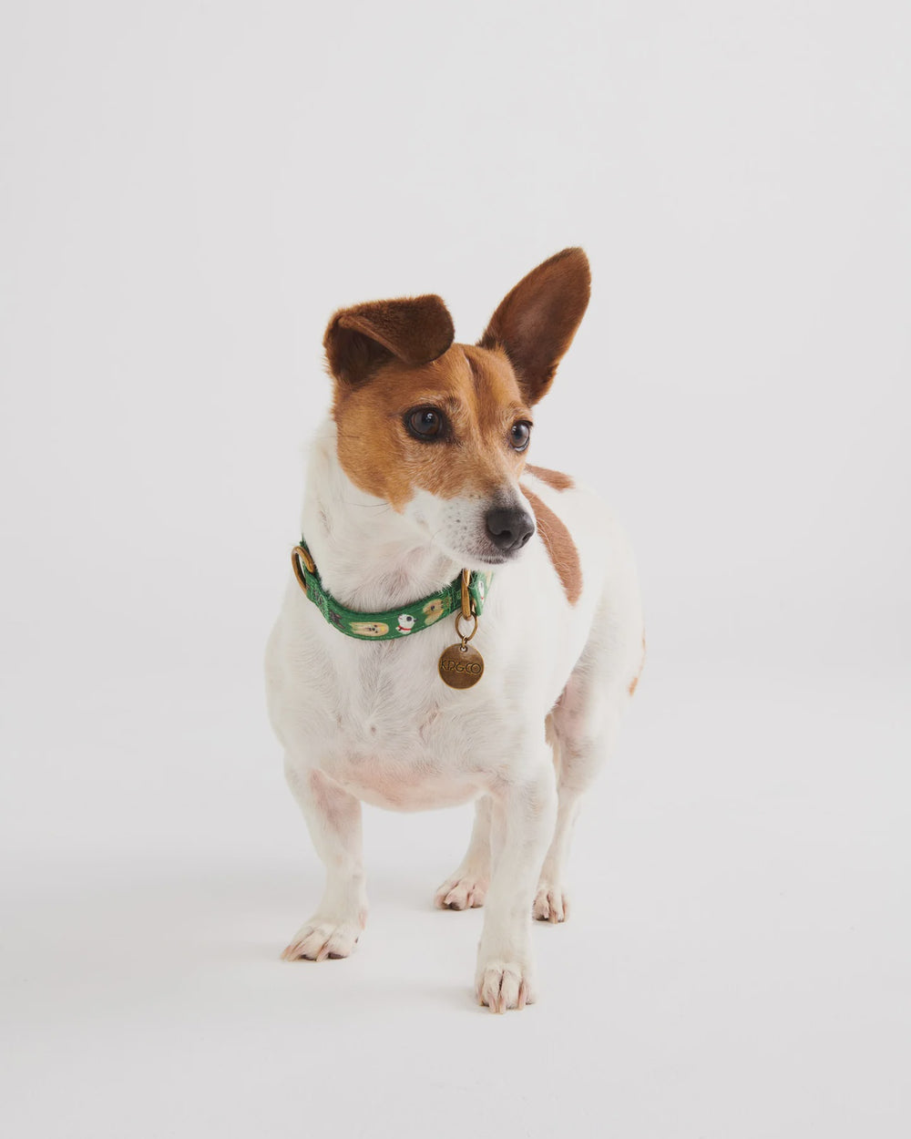 Dog Park Collar- Small