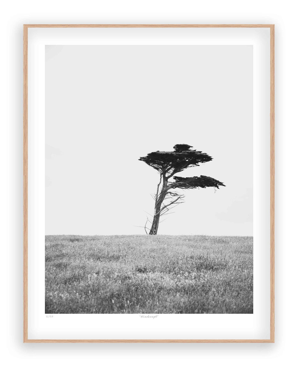 'Windswept'