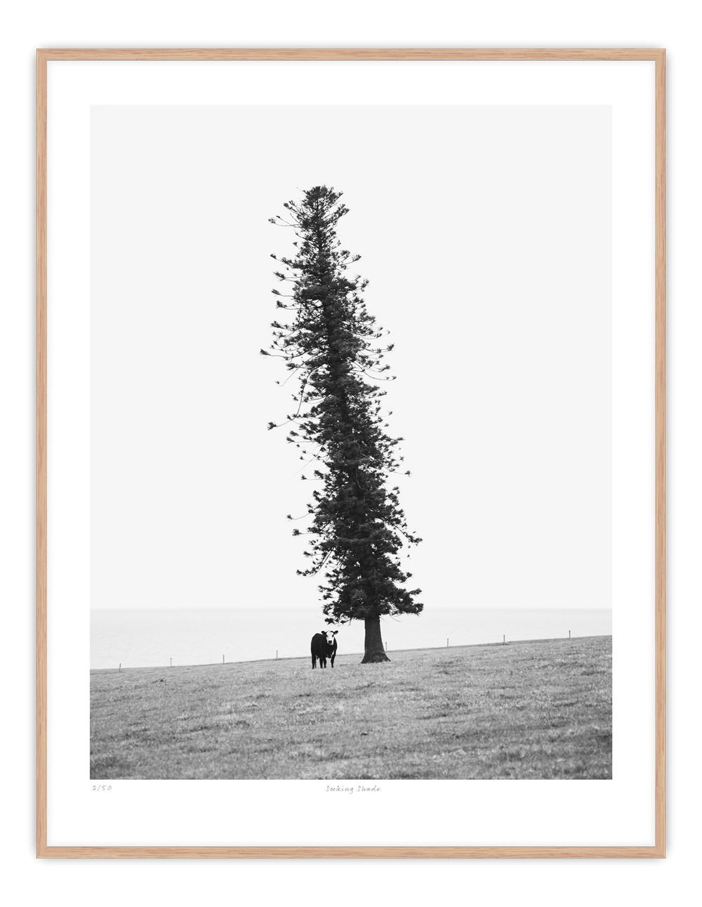 'Seeking Shade'